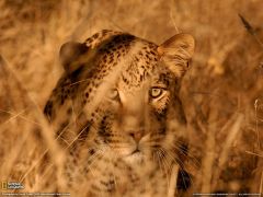 Tapeta National Geographic 352.jpg